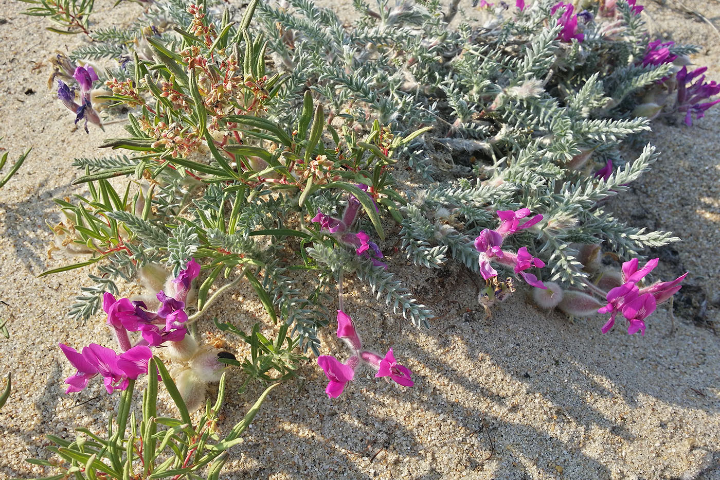 Изображение особи Oxytropis lanata.