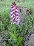 Orchis purpurea ssp. caucasica