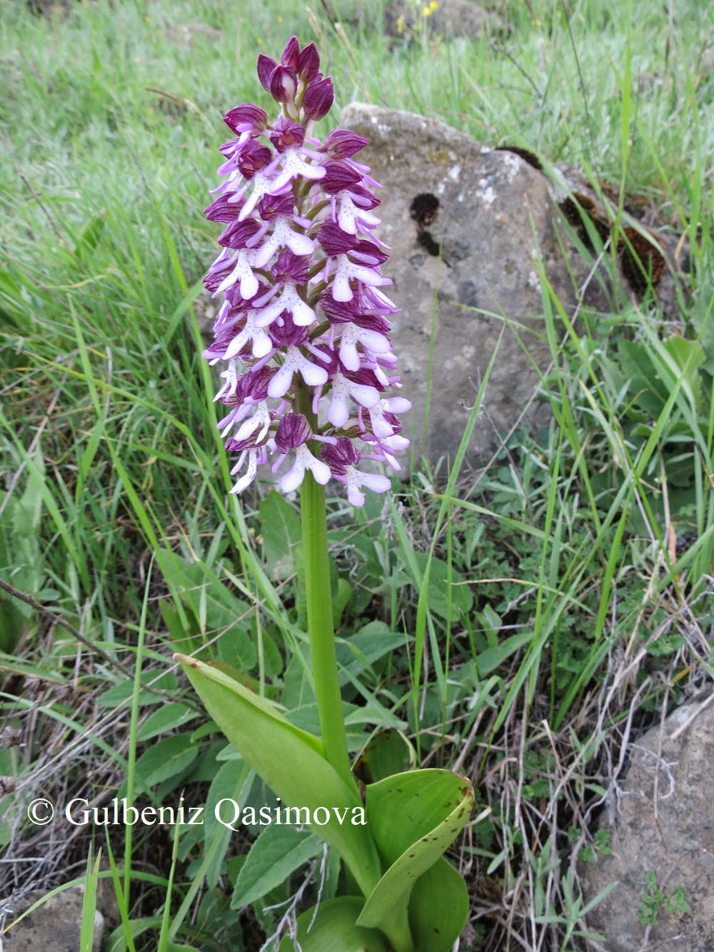 Image of Orchis purpurea ssp. caucasica specimen.