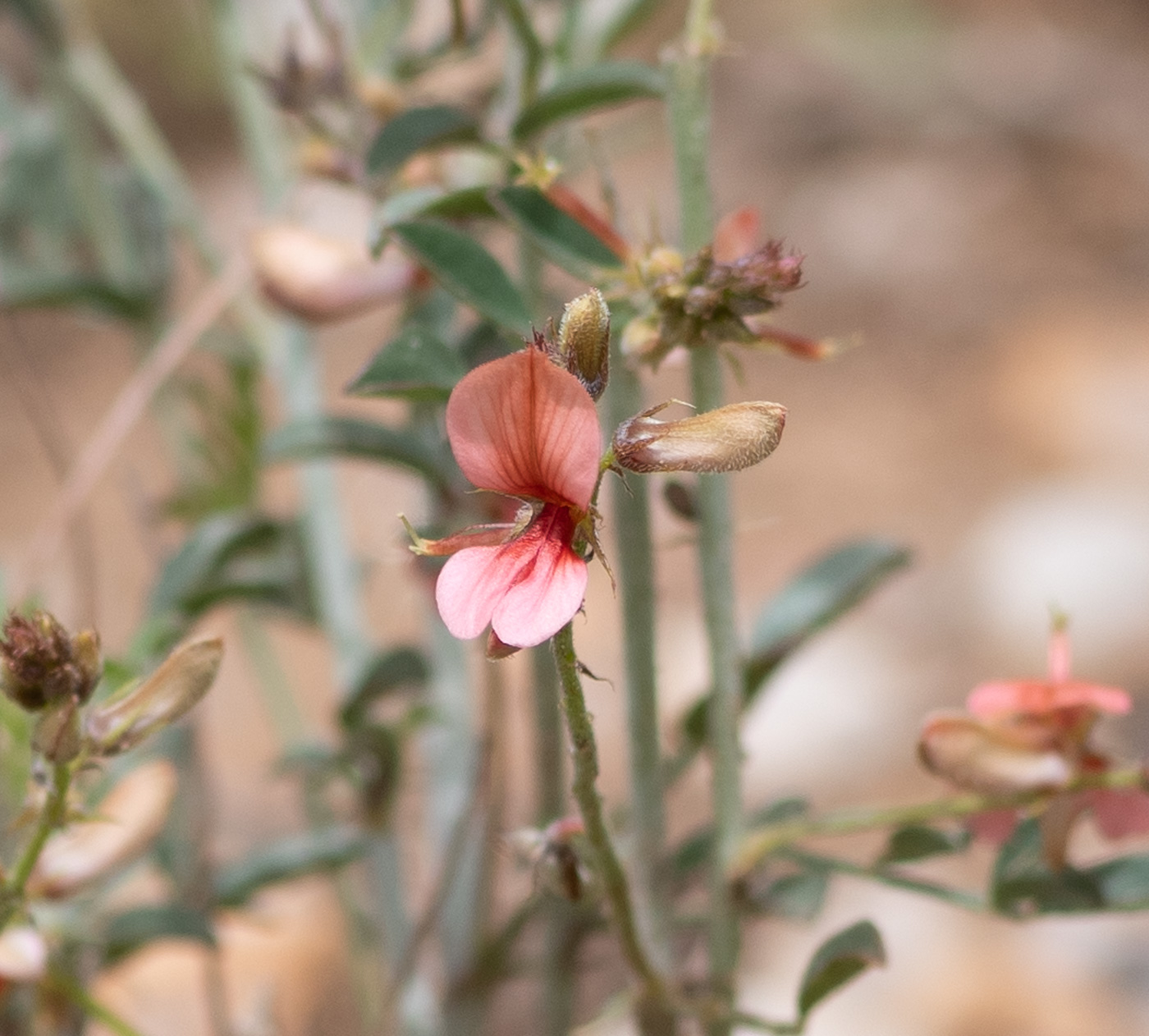 Изображение особи Indigofera heterotricha.