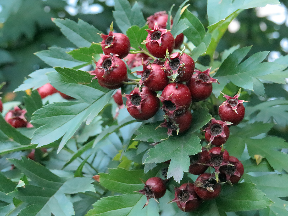 Изображение особи Crataegus pinnatifida.