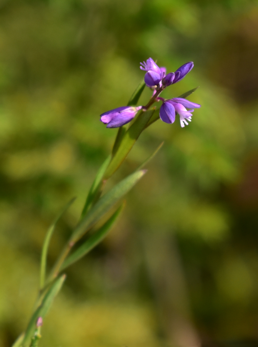 Изображение особи род Polygala.