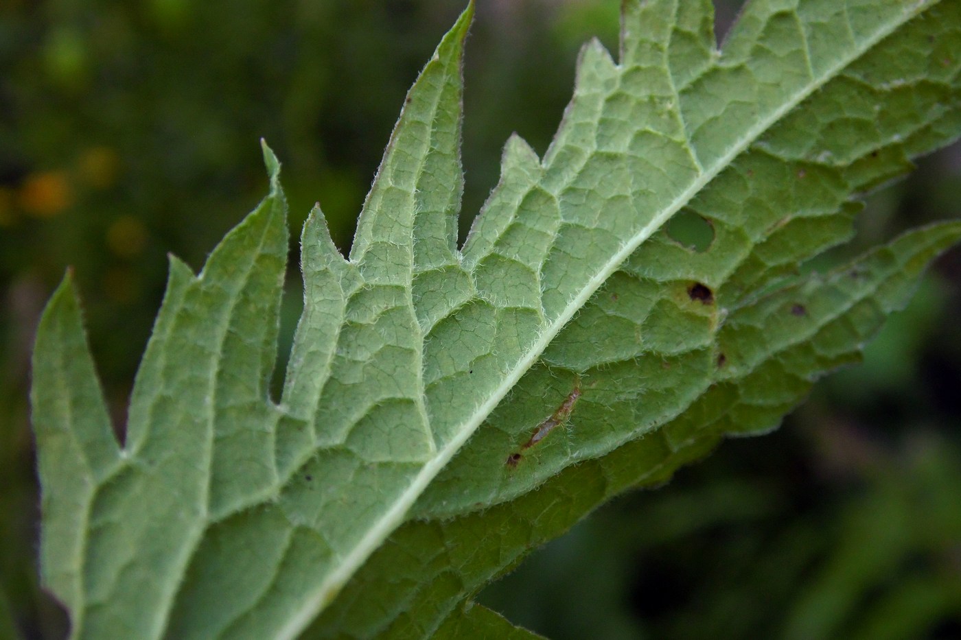 Image of Senecio othonnae specimen.