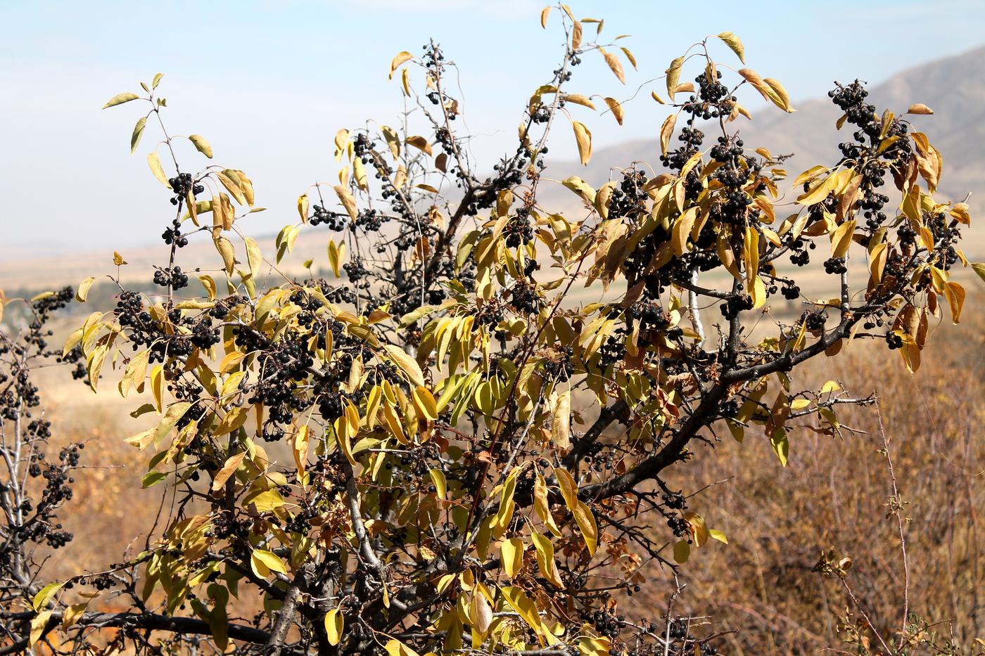 Изображение особи Rhamnus cathartica.