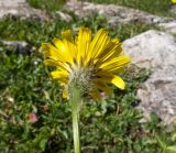 familia Asteraceae. Верхушка побега с соцветием. Адыгея, Кавказский биосферный заповедник, Абадзешский перевал, ≈ 2000 м н.у.м., субальпийский луг на месте поздно растаявшего большого снежника. 31.08.2019.
