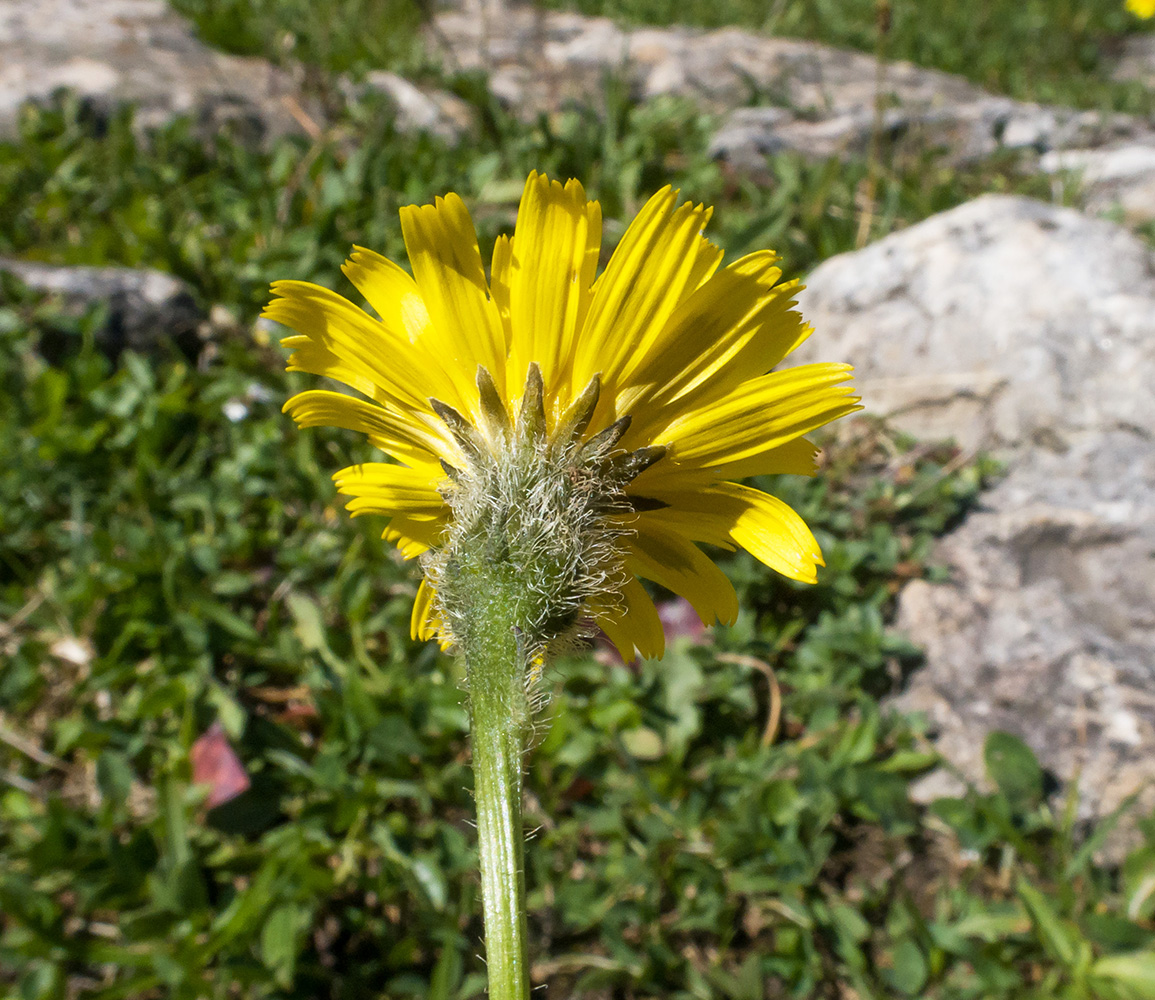 Изображение особи семейство Asteraceae.