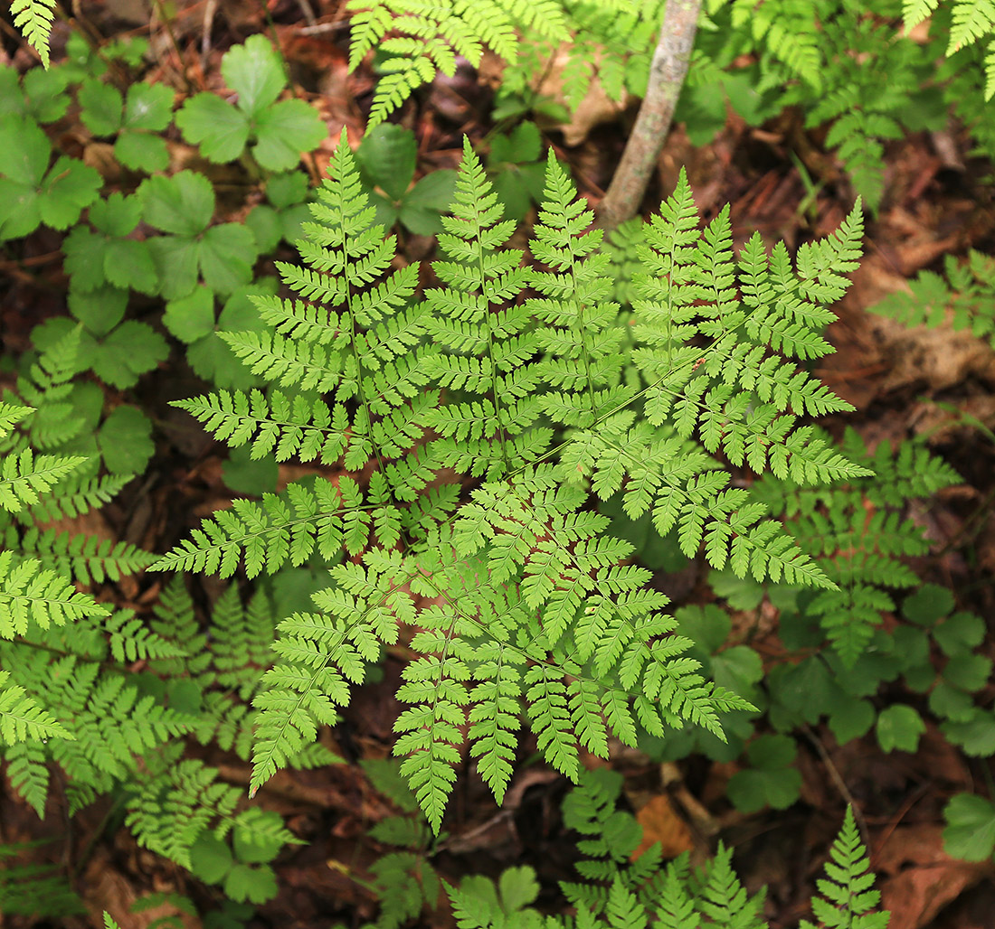 Изображение особи Dryopteris amurensis.