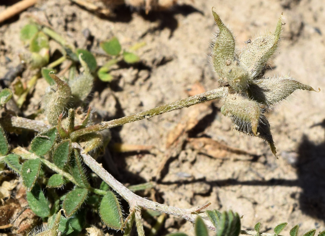 Изображение особи Astragalus filicaulis.