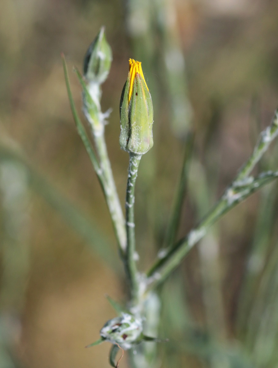 Изображение особи Scorzonera ensifolia.