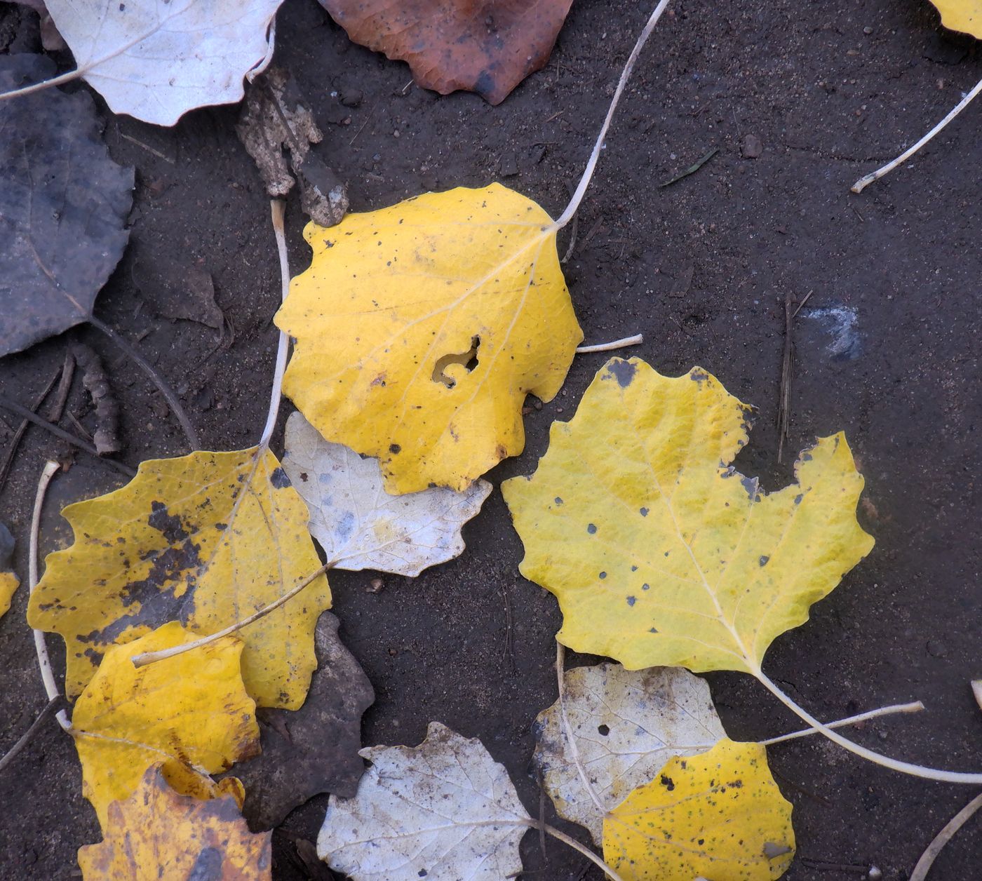 Image of Populus alba specimen.