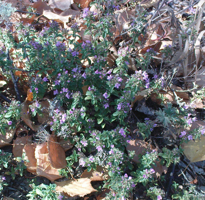 Изображение особи Thymus guberlinensis.