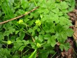 Adoxa moschatellina. Цветущие растения. Нидерланды, провинция Drenthe, национальный парк Drentsche Aa, окр. деревни Anloo, широколиственный лес. 11 апреля 2009 г.