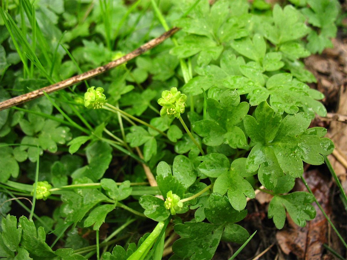 Image of Adoxa moschatellina specimen.