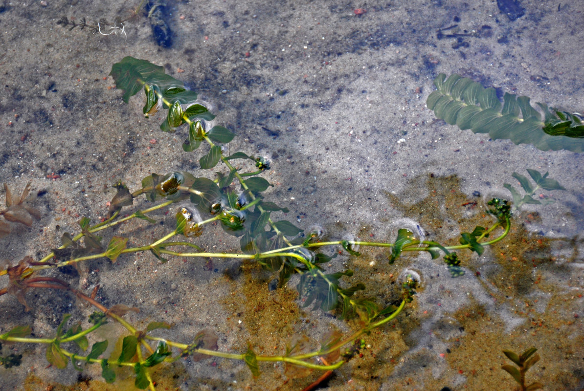 Изображение особи Potamogeton perfoliatus.