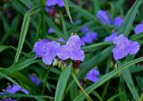 Tradescantia virginiana. Соцветие и листья. Московская обл., г. Железнодорожный, в культуре. 07.07.2020.