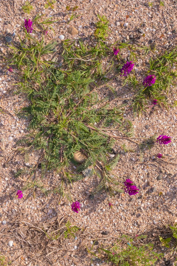 Изображение особи Astragalus borysthenicus.