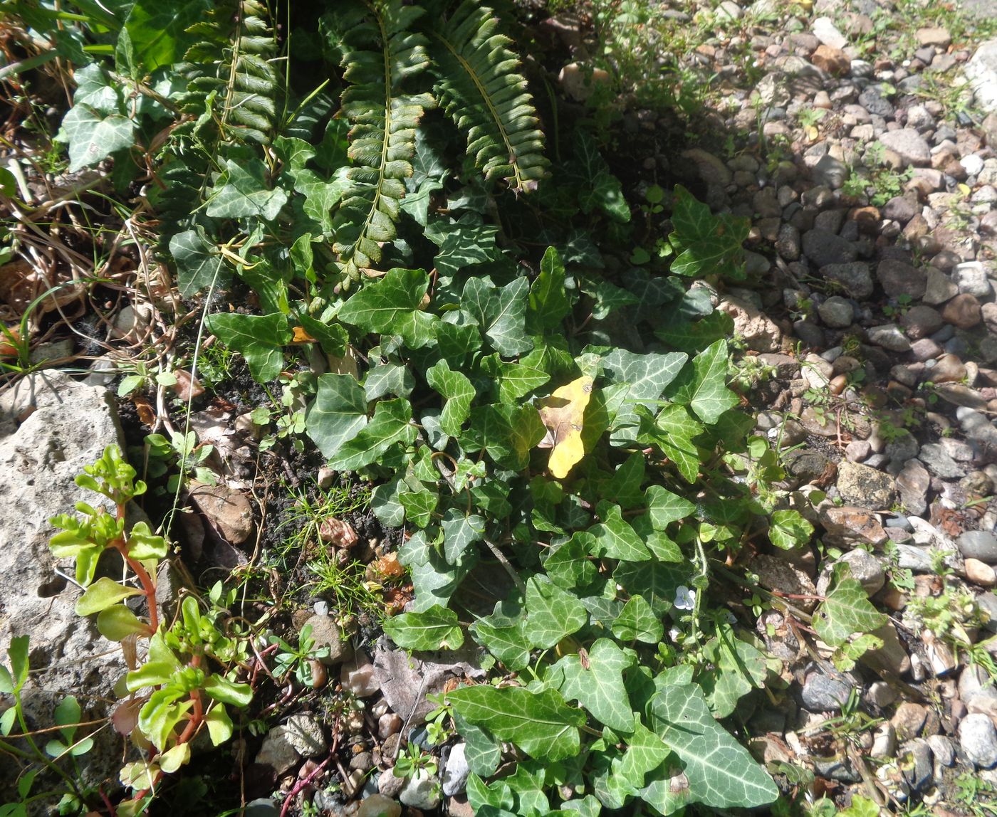 Image of Hedera helix specimen.