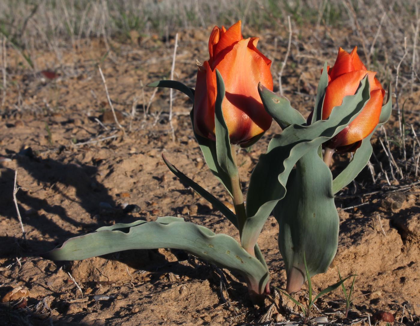 Image of Tulipa borszczowii specimen.
