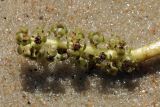 Potamogeton perfoliatus