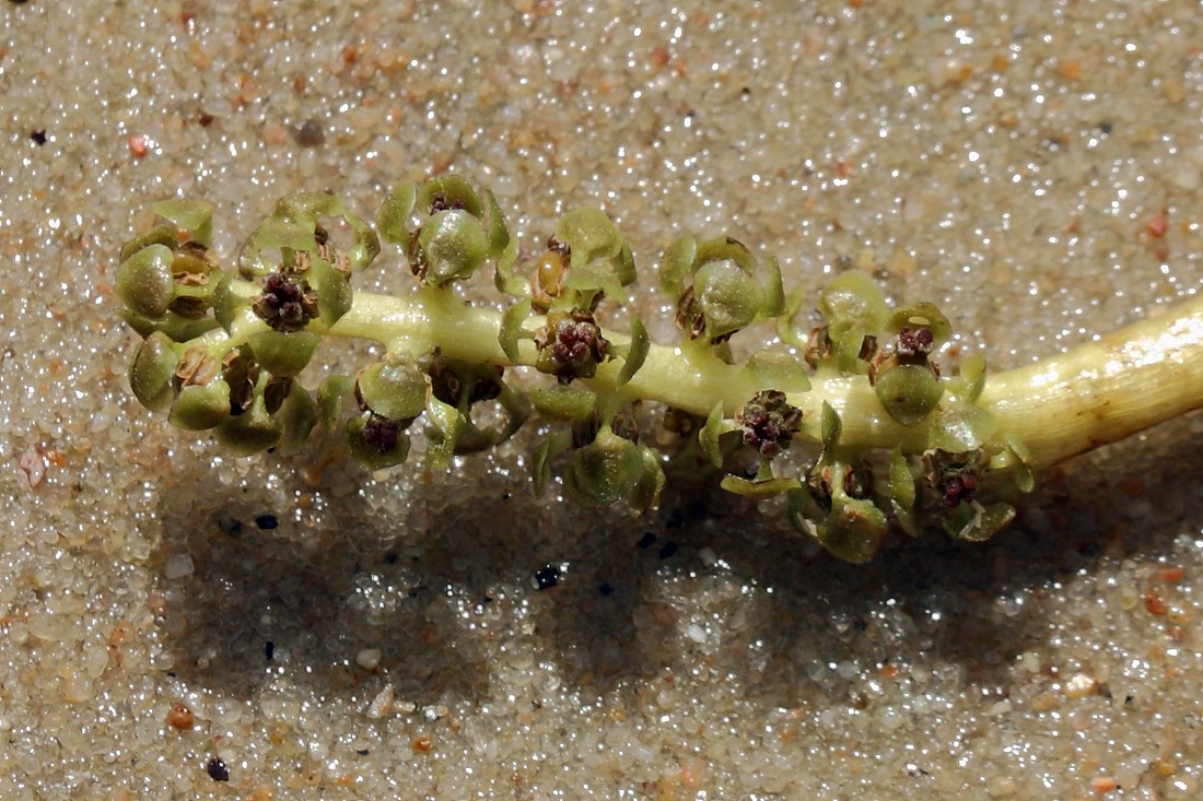 Image of Potamogeton perfoliatus specimen.