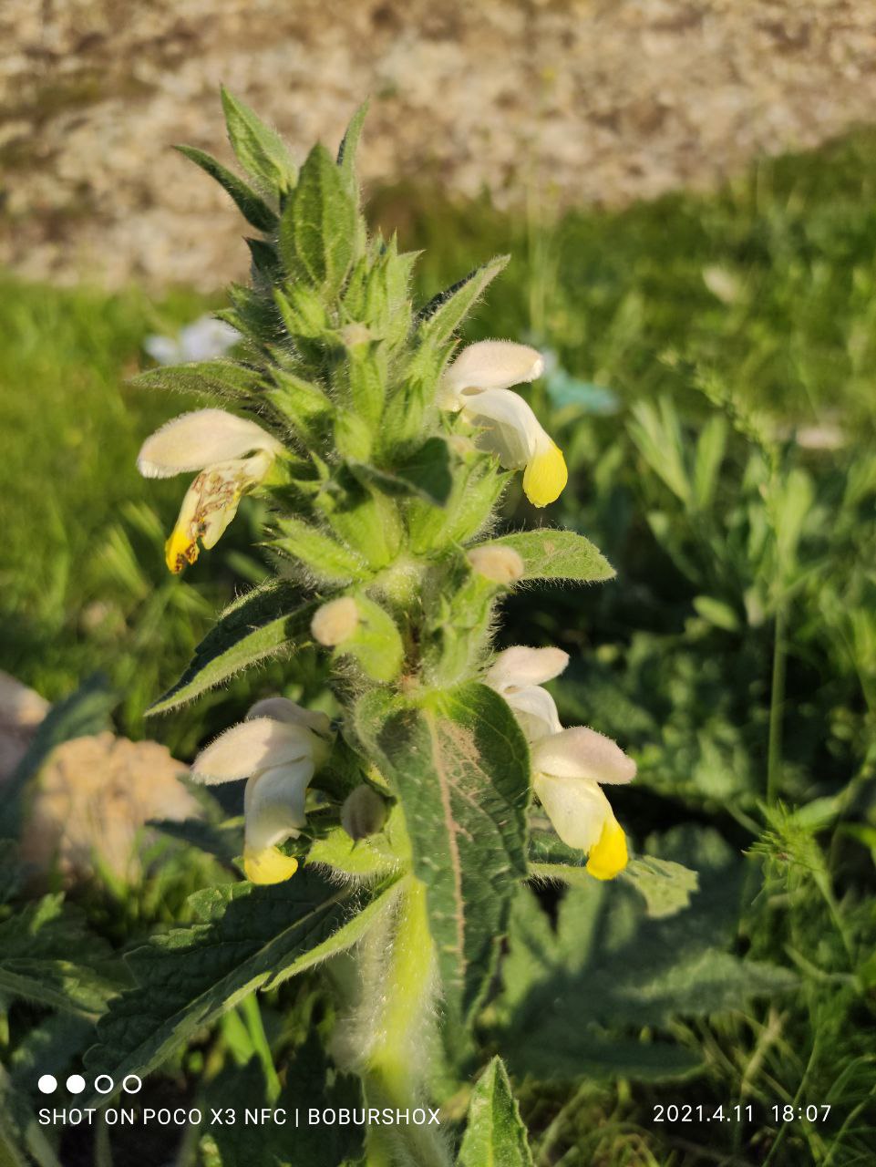 Image of Phlomoides labiosa specimen.