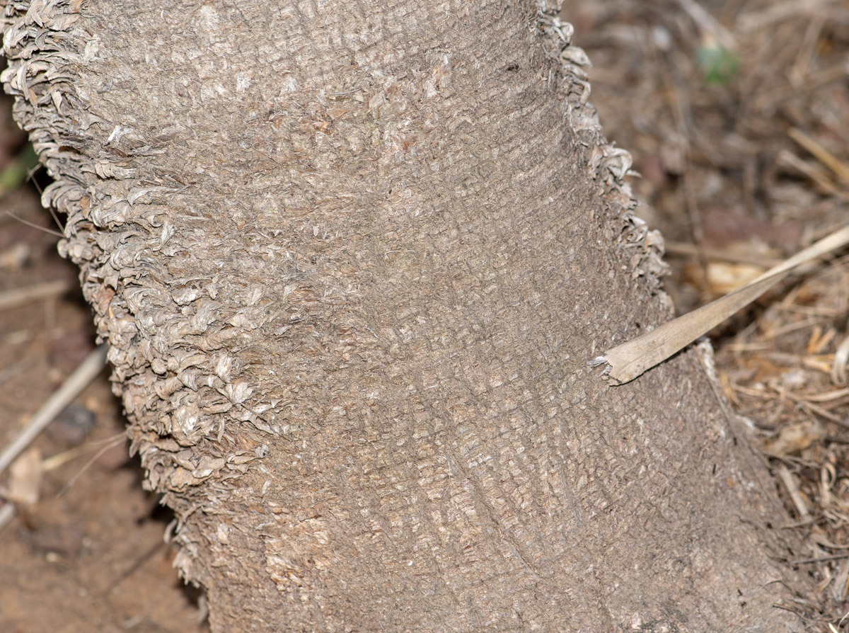 Image of Yucca elata specimen.