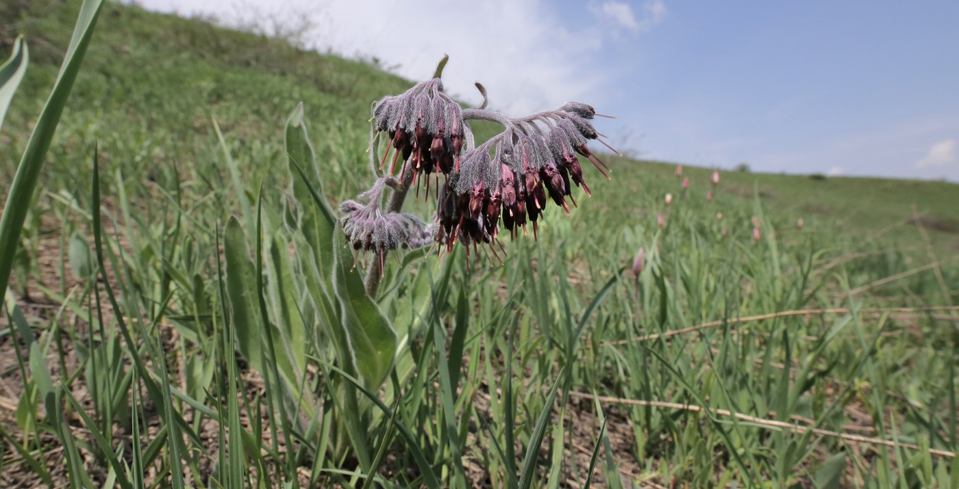 Image of Rindera oblongifolia specimen.