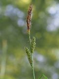 Carex cespitosa