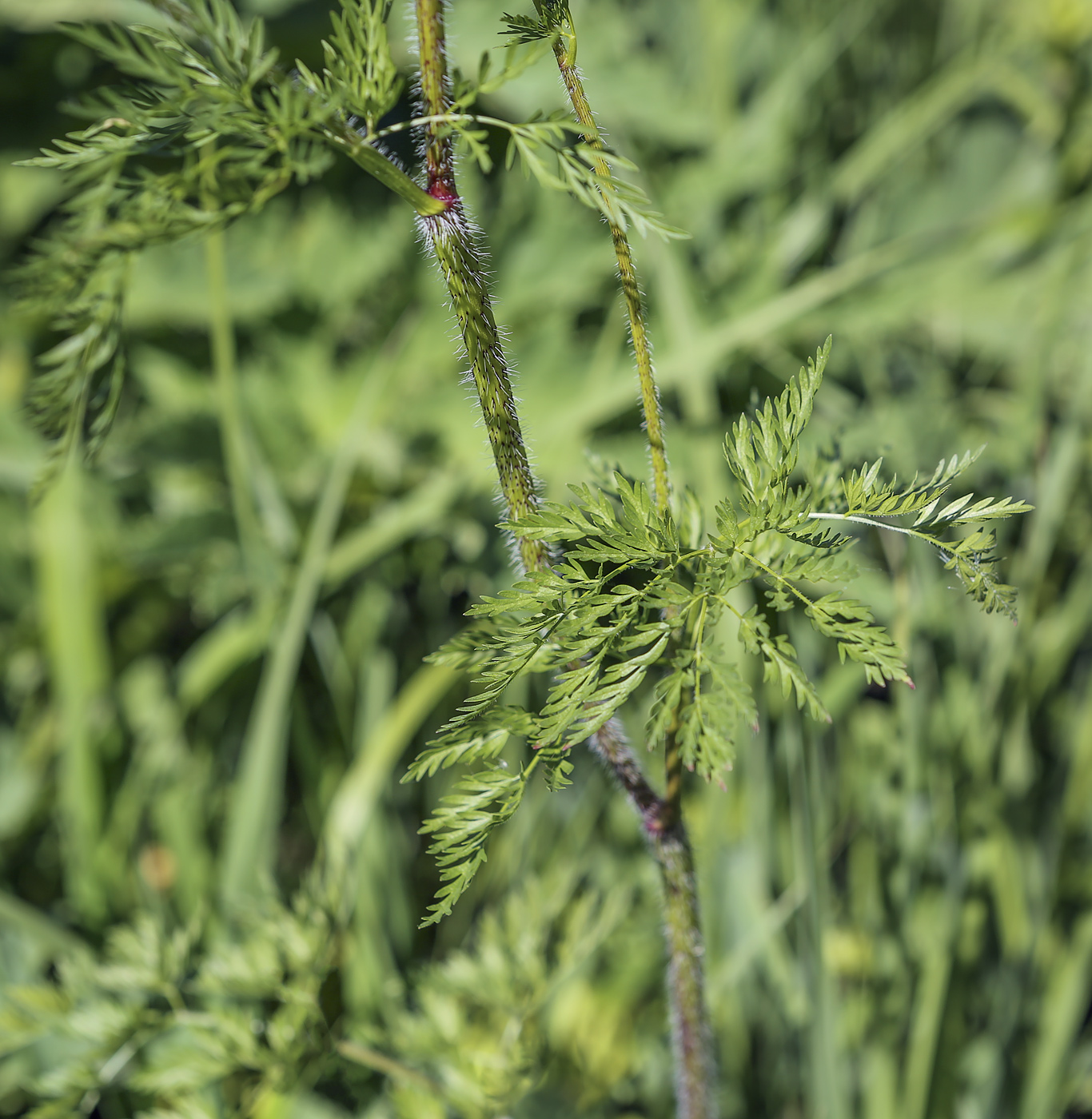 Image of Chaerophyllum prescottii specimen.