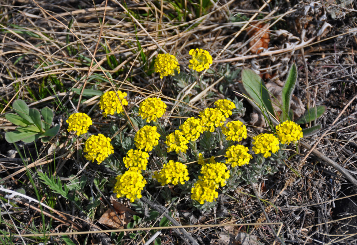 Image of Odontarrhena tortuosa specimen.