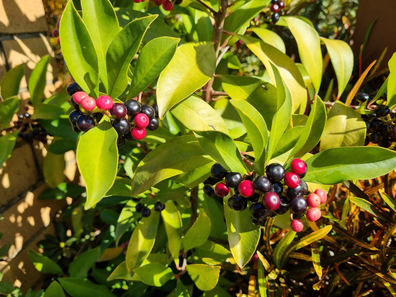 Image of Ardisia elliptica specimen.