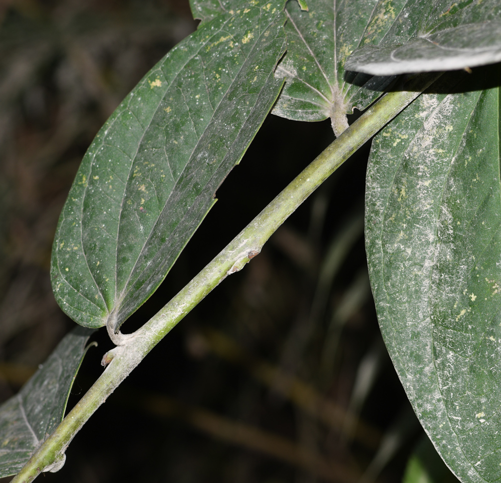 Image of Cavendishia martii specimen.