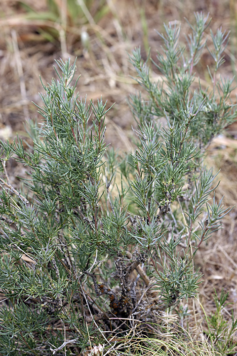 Изображение особи Rhaphidophyton regelii.