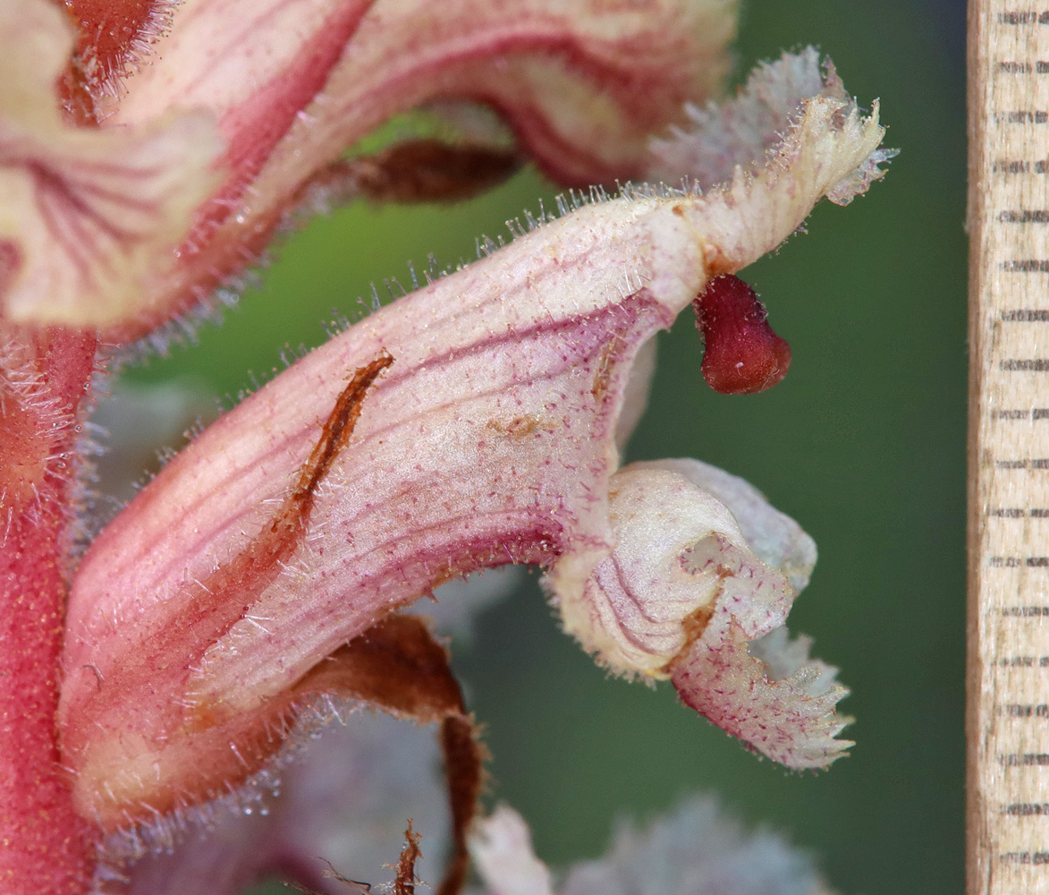 Image of Orobanche alba f. maxima specimen.