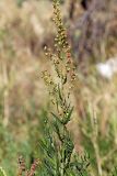 Artemisia dracunculus