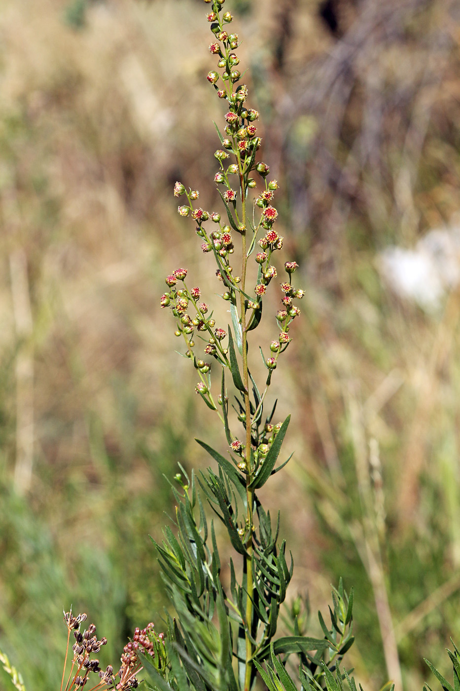 Image of Artemisia dracunculus specimen.