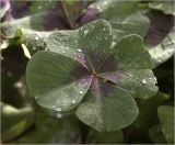 Oxalis tetraphylla