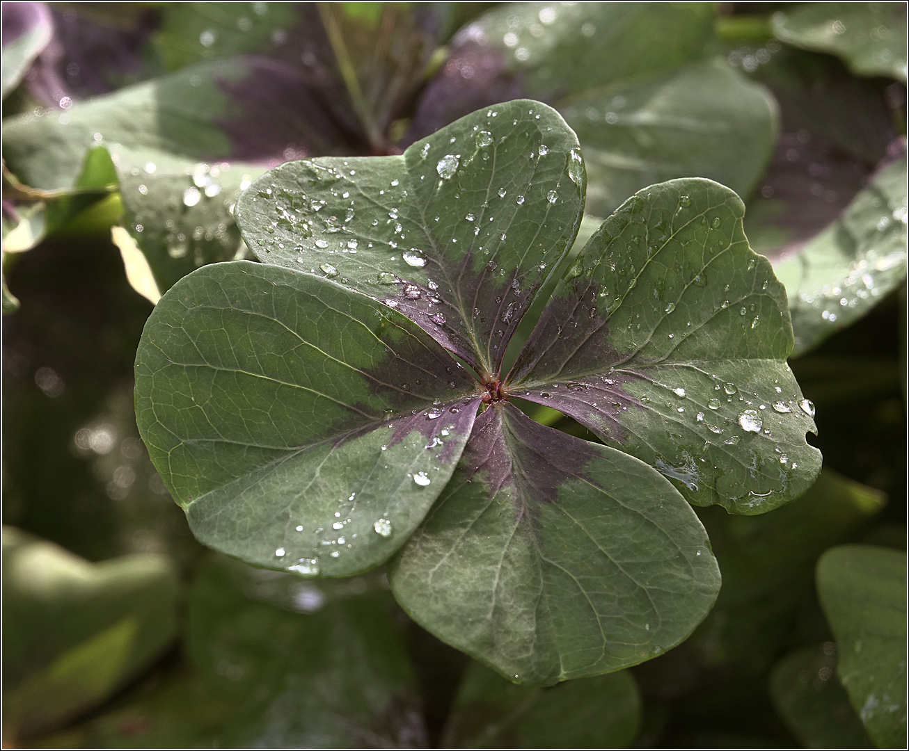 Image of Oxalis tetraphylla specimen.