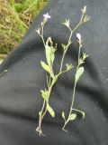 Mazus pumilus