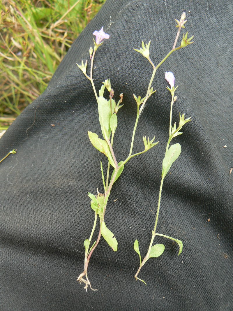 Image of Mazus pumilus specimen.