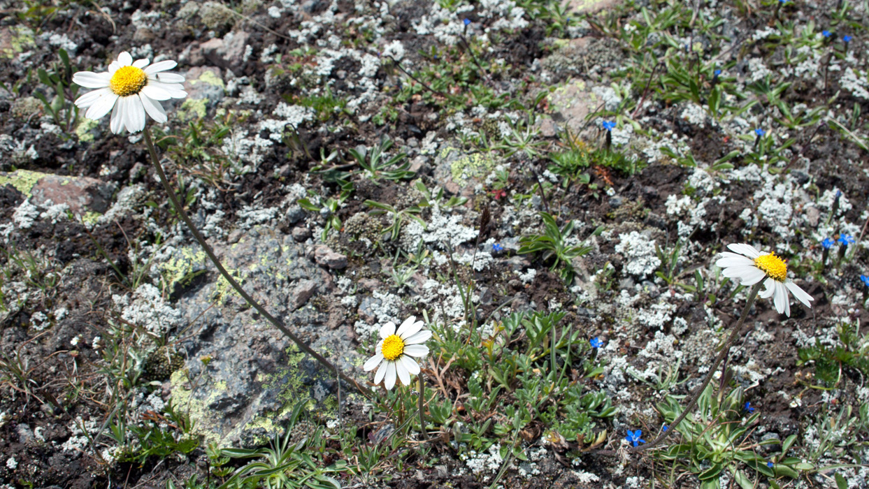 Изображение особи семейство Asteraceae.