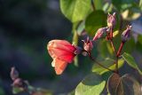 Hibiscus tiliaceus