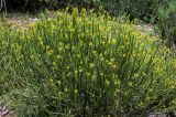 Euphorbia mauritanica. Цветущее растение. Израиль, г. Иерусалим, ботанический сад университета. 01.05.2019.