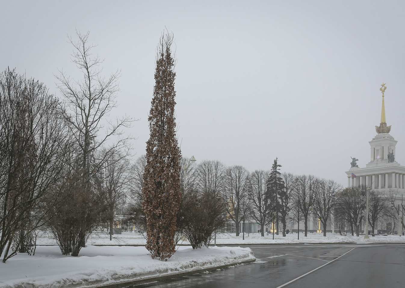 Изображение особи Quercus robur f. fastigiata.