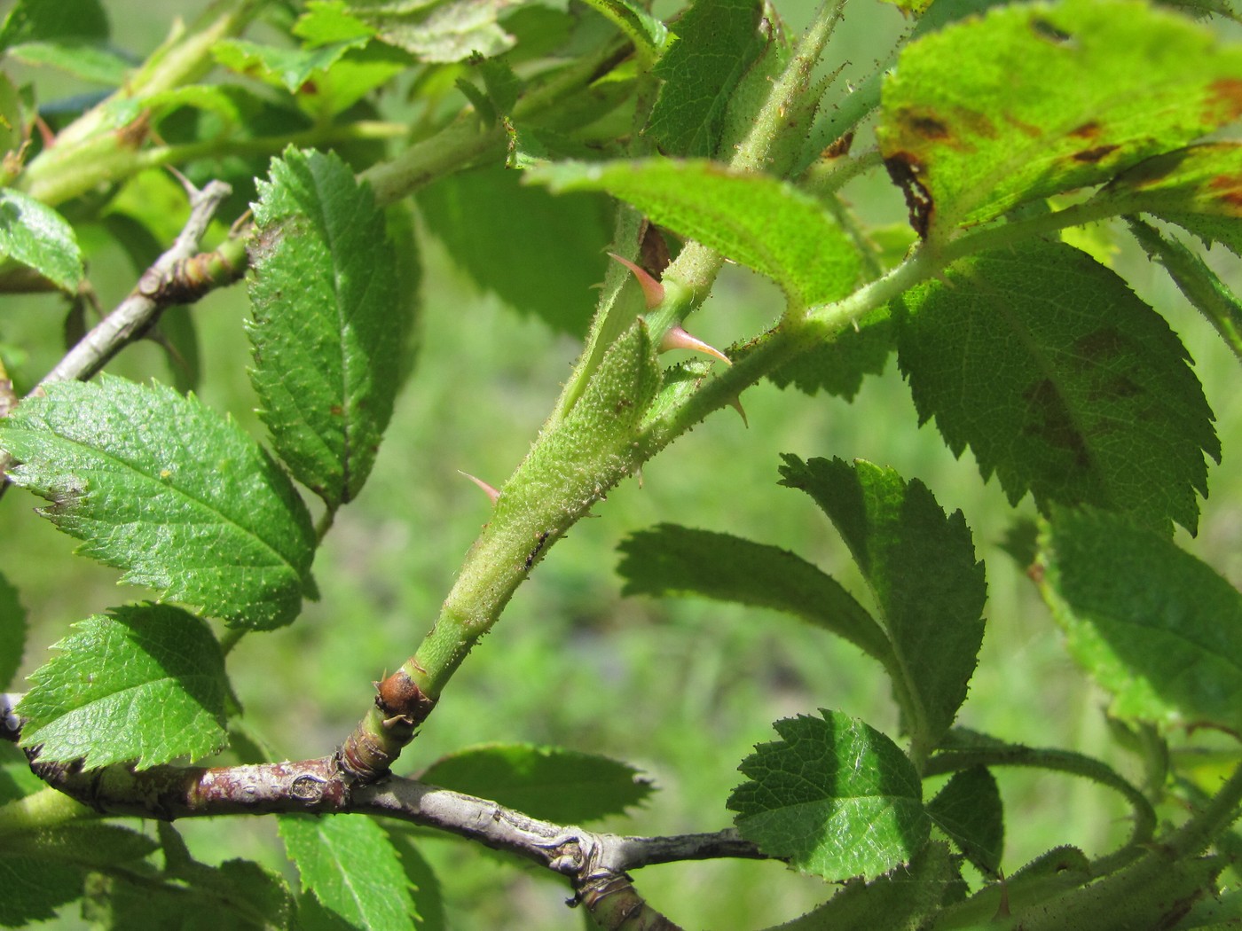 Image of Rosa galushkoi specimen.