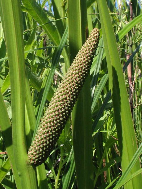 Изображение особи Acorus calamus.