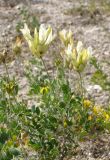 Astragalus albicaulis