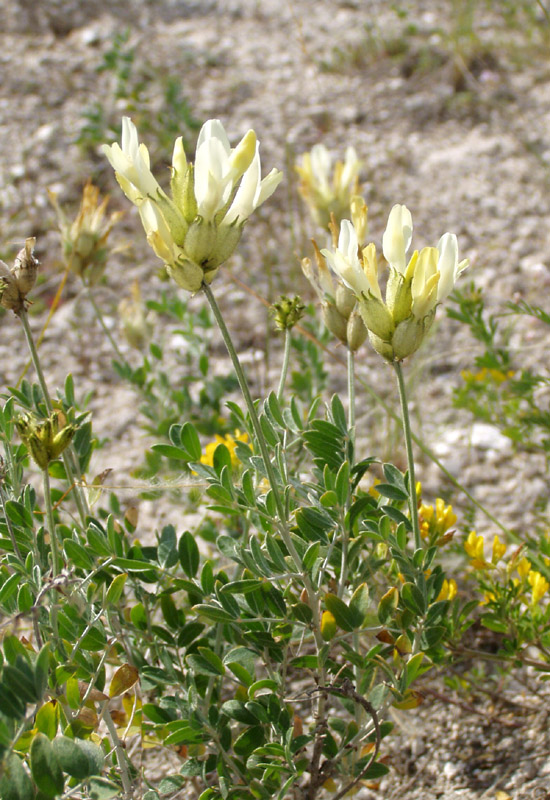 Image of Astragalus albicaulis specimen.