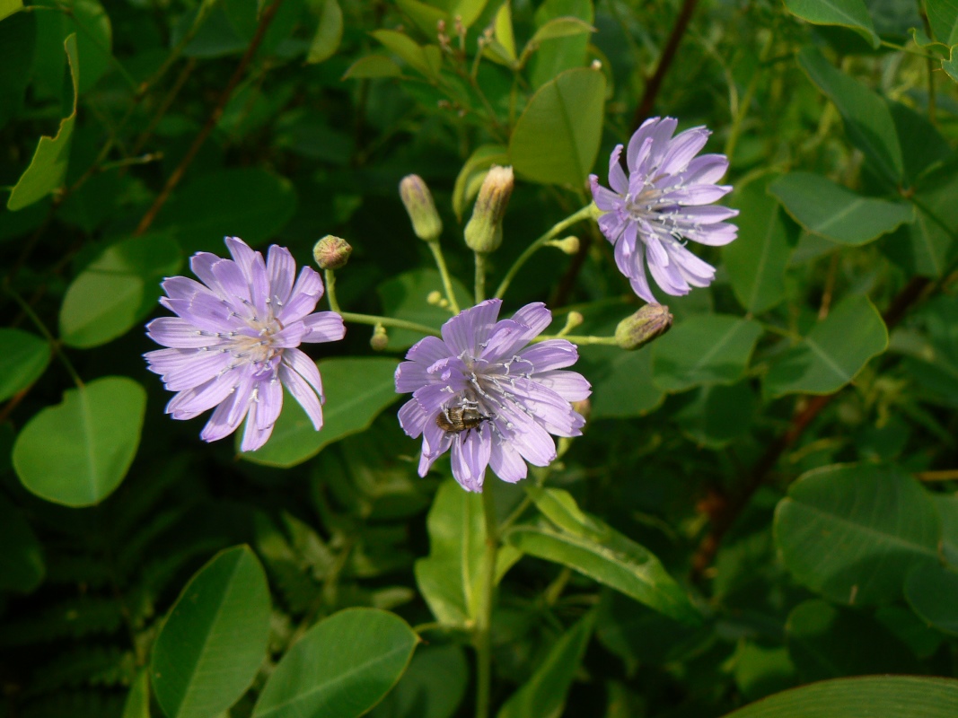 Image of Lactuca sibirica specimen.