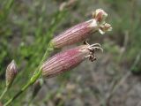 Silene linearifolia. Цветки и бутон. Северная Осетия, гор. округ Владикавказ, окр. с. Ниж. Ларс, ок. 1300 м н.у.м., сухой склон. 01.08.2021.